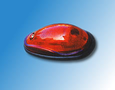 ����鿴��